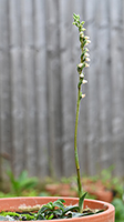 Goodyera repens